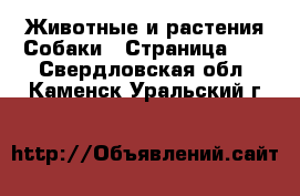 Животные и растения Собаки - Страница 12 . Свердловская обл.,Каменск-Уральский г.